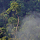 Mysticka mlha - dech džungle